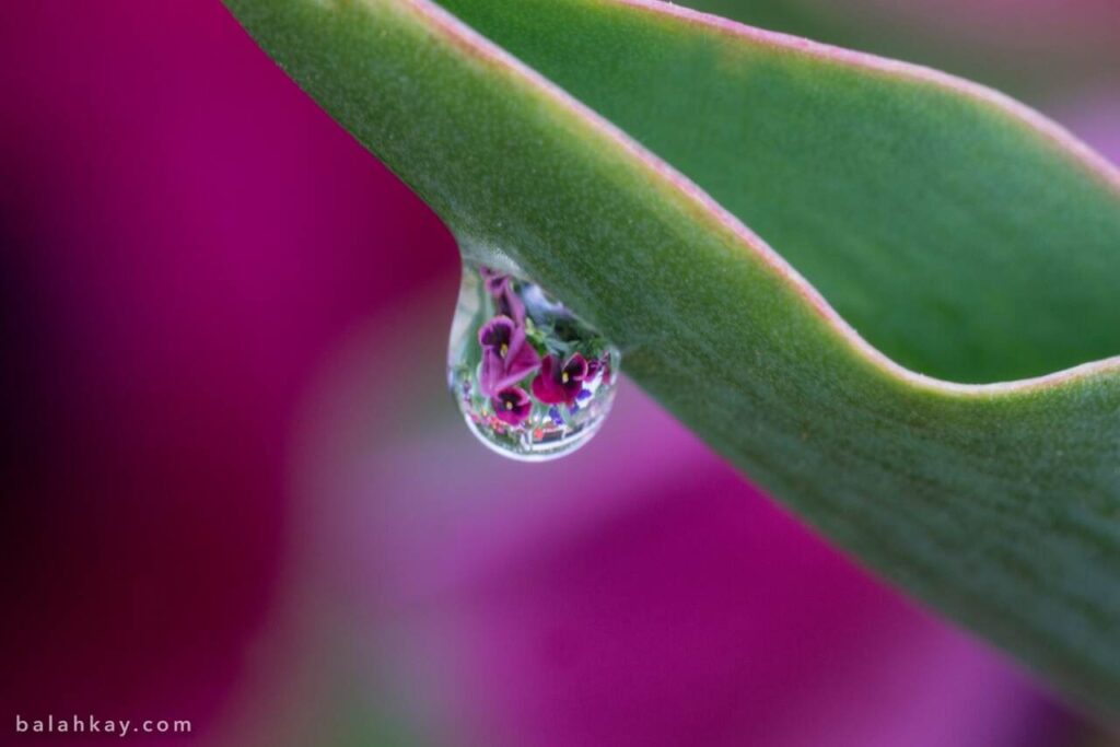 Water droplet hanging from vibrant green leaf in botanical garden.